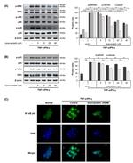 IkB alpha Antibody in Western Blot (WB)