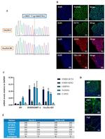 SOX2 Antibody in Immunohistochemistry (PFA fixed) (IHC (PFA))