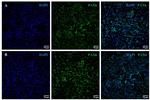 PAX6 Antibody in Immunocytochemistry (ICC/IF)