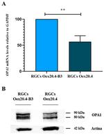 OPA1 Antibody in Western Blot (WB)