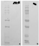 PIEZO2 Antibody in Western Blot (WB)