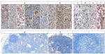 mGluR5 Antibody in Immunohistochemistry (PFA fixed) (IHC (PFA))
