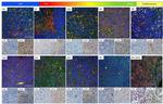 mGluR5 Antibody in Immunohistochemistry (PFA fixed) (IHC (PFA))