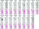 SQSTM1 Antibody in Western Blot (WB)