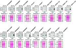 SQSTM1 Antibody in Western Blot, Immunoprecipitation (WB, IP)