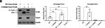 FOXN1 Antibody in Western Blot (WB)