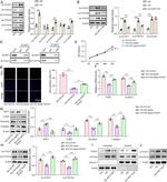 FOXO6 Antibody in Western Blot (WB)