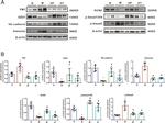 VE-cadherin Antibody in Western Blot (WB)