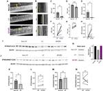 ST3GAL1 Antibody in Western Blot (WB)