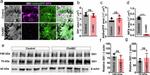 beta Actin Antibody in Western Blot (WB)