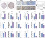 RASSF1A Antibody in Immunohistochemistry (IHC)