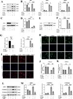 ZBP1 Antibody in Western Blot (WB)