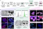 CD36 Antibody in Flow Cytometry (Flow)