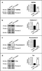 Fyn Antibody in Western Blot (WB)