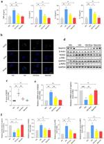 NOD2 Antibody in Western Blot (WB)