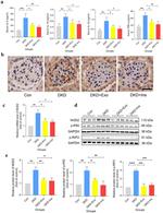 NOD2 Antibody in Western Blot (WB)
