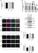 Phospholamban Antibody in Western Blot, Immunohistochemistry (WB, IHC)