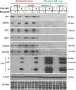 SAMD9 Antibody in Western Blot (WB)