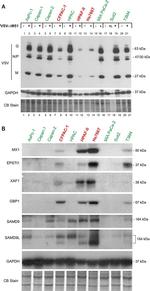 SAMD9 Antibody in Western Blot (WB)