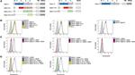 SIGLEC5 Antibody in Flow Cytometry (Flow)