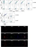 LOX-1 Antibody in Flow Cytometry (Flow)