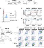 Nur77 Antibody in Flow Cytometry (Flow)