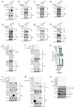 Nectin 1 Antibody in Immunoprecipitation (IP)