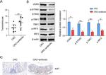 cGAS Antibody in Western Blot (WB)