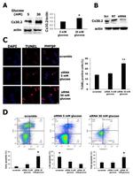 Connexin 30.2 Antibody in Western Blot (WB)