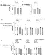 Synaptophysin Antibody in Western Blot (WB)