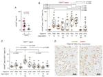 CD271 (NGF Receptor) Antibody in Immunohistochemistry (Paraffin) (IHC (P))