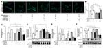 RPE65 Antibody in Western Blot (WB)