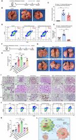 CD206 (MMR) Antibody in Flow Cytometry (Flow)