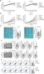 CD11c Antibody in Flow Cytometry (Flow)