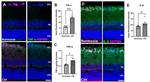 IL-6 Antibody in Immunohistochemistry (PFA fixed) (IHC (PFA))
