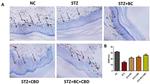 PGP9.5 Antibody in Immunohistochemistry (Paraffin) (IHC (P))