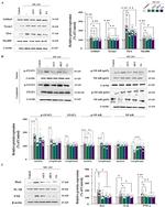 MyD88 Antibody in Western Blot (WB)