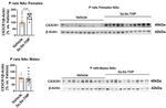 CX3CR1 Antibody in Western Blot (WB)