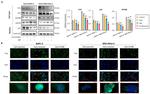 TLR3 Antibody in Western Blot (WB)
