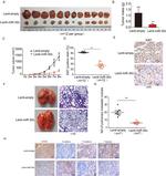 Metadherin Antibody in Immunohistochemistry (PFA fixed) (IHC (PFA))