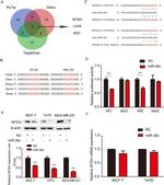 Metadherin Antibody in Western Blot (WB)