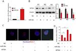 Metadherin Antibody in Western Blot (WB)