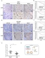 Metadherin Antibody in Immunohistochemistry (PFA fixed) (IHC (PFA))