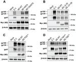 MARCH2 Antibody in Western Blot (WB)