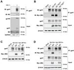 MARCH2 Antibody in Western Blot (WB)