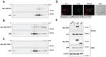 MARCH2 Antibody in Western Blot (WB)