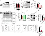 MARCH2 Antibody in Western Blot (WB)