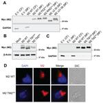 MARCH2 Antibody in Western Blot (WB)