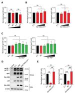 MARCH2 Antibody in Western Blot (WB)