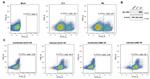 MARCH2 Antibody in Western Blot (WB)